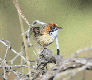 The threatened Malleee Emuwren is found in the Murray Sunset National Park