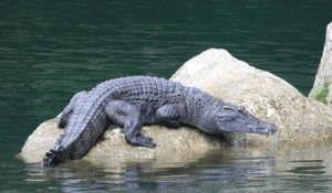 Philippine crocodile PHOTO BY MERLIJN VAN WEERD