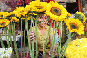 SUNFLOWERS FOR LOVERS A vendor arranges sunflowers a bouquet of which she sells for P300 to P500 at her stall at Dangwa in Sampaloc, Manila, on the eve of Valentine’s Day. PHOTO BY MELYN ACOSTA