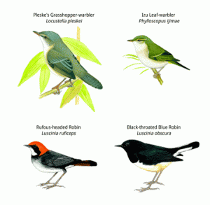 Some of the endangered migratory birds from Russia