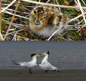 A Spoon-billed Sandpiper chick (top) and Chinese Crested Terns are both critically endangered birds yet to be spotted in the Naujan Lake again PHOTOS FROM BIRDLIFE.ORG AND WORLDSRARESTBIRDS.COM.