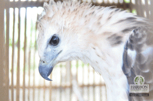 The Philippine Hawk Eagle, local name ‘banog,’ is commonly mistaken as the Philippine Eagle