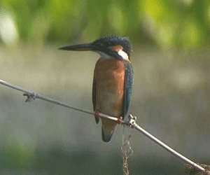 Also seen at the bird sanctuary is a Common Kingfisher