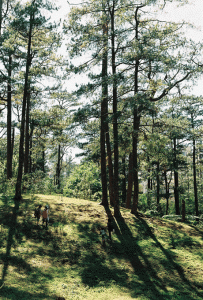 Forests and trees at the various tourist spots in Baguio City provide shade to the already cool weather of the city.