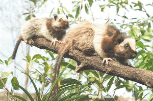 The Northern Luzon Giant Cloud Rat (Phloeomys pallidus) is one of the many mammal species that may have evolved alongside the geological evolution of Luzon  PHOTO COURTESY OF DANIEL HEUCLIN