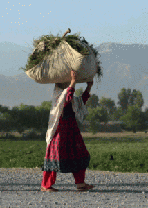 An Afghan woman carries a bundle of fodder on her head on the outskirts of Jalalabad in Nangarhar province . Afghanistan's economy has improved significantly since the fall of the Taliban regime in 2001 largely because of the infusion of international assistance. Despite significant improvement in the last decade the country is still extremely poor and remains highly dependent on foreign aid. AFP PHOTO