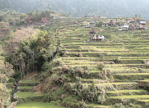 HOUSES ON TERRACES  This photo taken in a village in Mayoyao, Ifugao province shows houses sitting on the famed mountain rice terraces, listed by UNESCO as a World Heritage site. AFP PHOTO