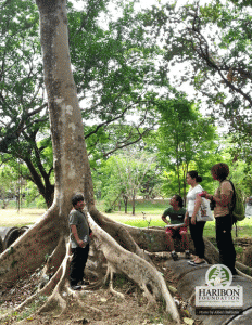 The Tangisang Bayawak (Ficus variegata) is one of about 900 fig trees, each one pollinated with its own fig wasp