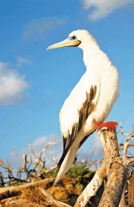 Red Footed Booby PHOTOS COURTESY OF GREGG YAN AND WWF