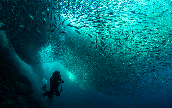 Below the waves, they swarm around in motions of a dance, here and there, and suddenly everywhere. They are famous in the strait, especially in Moalboal, one of Cebu’s famous dive sites. The area is part of Tanon Strait, the largest marine protected area in the Philippines located between the islands of Cebu and Negros, and home to at least 14 species of whales, sea turtles, and dolphins. This picture is part of a photo exhibit at the Eastwood Atrium which will be hosted by Oceana Philippines on Monday, June 8, to mark World Oceans Day. PHOTO BY FERDINAND EDRALIN COURTESY OF OCEANA PHILIPPINES