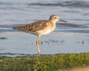 Wood Sandpiper