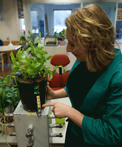 PLANT POWER  Dutch scientist Marjolein Helder, co-founder of Plant-e, which makes products that harvest energy from living plants, handles an energy producing apparatus on February 5, 2015 in Wageningen, Netherlands. AFP PHOTO