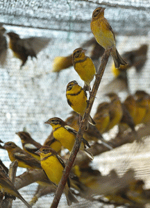 DUBIOUS DELICACY This handout photo taken on November 1, 2012 and received by AFP on June 9, 2015 from conservation group BirdLife International shows yellow-breasted buntings from a charge of 1600 that were confiscated at a trapping site in Foshan, in China’s Guangdong province. AFP PHOTO