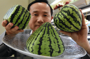 FRUITS OF IMAGINATION  This photo taken on July 1, 2015 shows senior managing director Mototaka Nishimura of the Shibuya Nishimura luxury fruit shop displaying square (L), pyramid (C) and heart-shaped (R) watermelons at the company’s main store in Tokyo. AFP PHOTO 