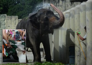WATER MARKED  A zookeeper gives captive elephant ‘Mali’ a bath at the Manila Zoo while residents of Pandacan await their turn to have their buckets filled on Day 2 of the water service interruption in the city. PHOTOS BY RUSSEL PALMA AND RENE H. DILAN  