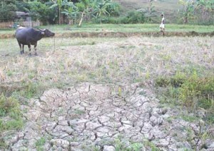 DRY RUN  A man walks past a parched ricefield in Cagraray Island in Bacacay, Albay, one of the 32 provinces affected by the dry spell caused by the El Niño phenomenon. PHOTO BY RHAYDZ BARCIA