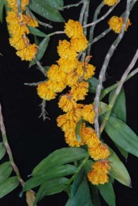 This Dendrobium bullenianum is a very attractive species that has a pendulous and sympodial growth habit