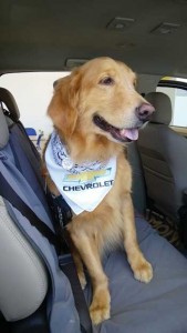 Hunter, the Golden Retiever, sits comforably inside the Trailblazer.