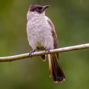 Sooty-headed Bulbul