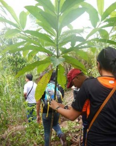 Forester Thaddeus Martinez led the ‘Tree Walk’ that introduced participants to the native trees that have grown from reforestation efforts years ago