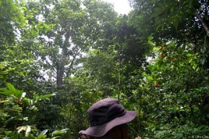 In 2015, there is a significant increase of the forest cover in Palbong after rainforestation was introduced and applied by Haribon Foundation through the active particiaption of the community