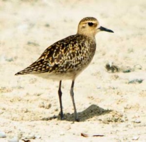 Pacific Golden Plover (Pluvialis fulva) PHOTO BY DAVID QUIMPO