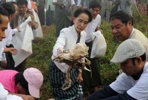 GETTING HER HANDS DIRTY Chairperson of National League for Democracy (NLD) Aung San Suu Kyi (C) clears garbage with NLD party members and local residents during a clean-up in Kawhmu Township, Yangon on December 13. AFP PHOTO