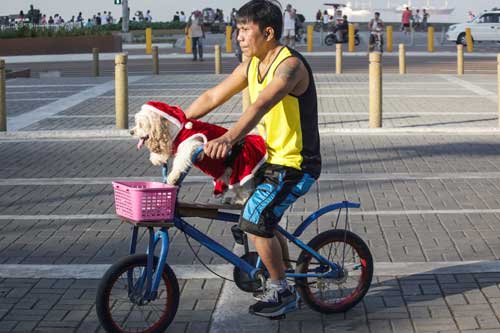 A FOUR-FOOTED Santa Claus rides a bike to “deliver” presents to kids a little bit naughty but nice. He was starting off from Roxas Boulevard in Manila on Sunday, probably ”thinking” how he would cope without his reindeer and sleigh. PHOTO BY DJ DIOSINA