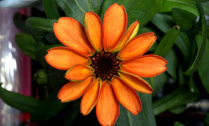 OH, ZINNIA Astronaut Scott Kelly posted this photo in his Twitter account with the caption “First ever flower grown in space makes it debut! #SpaceFlower # zinnia #YearInSpace. 