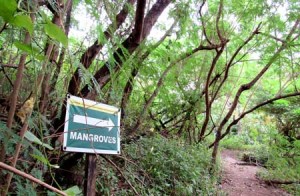 Mangrove patches in LPPCHEA also protect communities from strong wave surges and provide them with healthy natural ecosystems