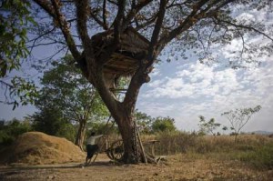 SAFE HAVEN  A man climbs up to a tree house in Taik Kyi village on the outskirts of Yangon. AFP PHOTO