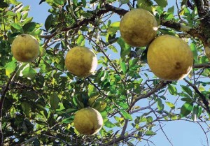 Trees like pomelo can thrive in the cool climate of Maligcong.