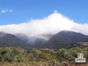 The Forest Resources Bill will help protect forests like this on Mt. Mingan in Nueva Ecija where the Philippine Eagles is found PHOTO BY J KAHLIL PANOPIO.