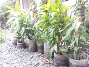 Mango seedlings for replanting