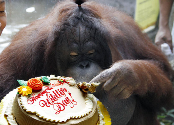 “Marimar,” an orangutan at the Malabon Zoo, samples a cake given to her to celebrate World Wildlife Day on Thursday. The United Nations called on governments to protect wild plants and animals as it marked the event with this year’s theme “the future of wildlife is in our hands.”  Photo by Mike de Juan 