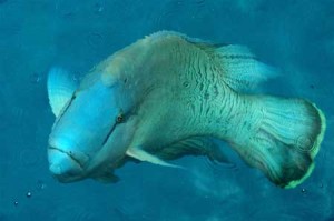 Large declines of Humphead wrasse (Cheilinus undulatus) are observed by fishermen coming from five marine key biodiversity areas in the Philippines