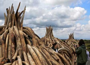 HOT TUSKS Tourists pose for pictures next to some of the illegal stockpiles of elephant tusks stacked up onto pyres at Nairobi’s national park, waiting to be burned along with more than a ton of rhino-horn at what is said to be the biggest stockpile destruction in history. AFP PHOTO