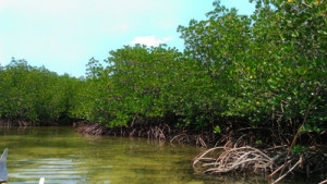  While visiting the 8-hectare yaha Mangrove, visitors are encouraged to plant bakawan seedlings 