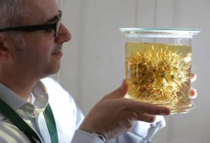 THREATENED Tim Utteridge from the ID and Naming, poses with a preserved Ferocactus Fordii at the Herbarium at the Herbarium at Kew Gardens in south-west London on May 9, 2016. Britain’s Royal Botanic Gardens warned on May 10 about the threats facing the world’s plant kingdom in the first global report of its kind aimed at drawing attention to often-overlooked species. AFP PHOTO