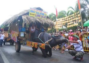 ON CARABAO’S KNEE A carabao (water buffalo) kneels in front of San Isidro Labrador Church in Pulilan town, Bulacan during the annual “Kneeling Carabao Festival” on Saturday. PHOTO BY NAZZI CASTRO