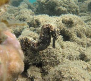 Barbour’s seahorse (Hippocampus barbouri)