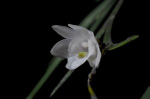 This undated handout photo shows an orchid Dendrobium lydiae taken on Bukidnon province on the Southern island of Mindanao. Five new orchid species have been discovered in increasingly denuded Philippine mountains, highlighting the need to protect forests in one of the world's most biologically diverse countries, conservationists said Friday. / AFP PHOTO / MIGUEL DAVID DE LEON / RESTRICTED TO EDITORIAL USE - MANDATORY CREDIT 