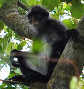 The Raffles’ banded langur is a shy and elusive primate that is considered critically endangered at the national level