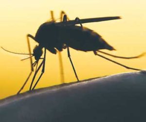 CLIMATE CHANGE MAY REDUCE DENGUE Australian researchers have found that global warming might actually reduce the habitat for mosquitoes carrying the dreaded dengue fever virus. PHOTO PHILIPPINE INFORMATION AGENCY