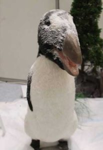 Great auk (Pinguinus impennis), also called garefowl, flightless seabird became extinct only in 1844
