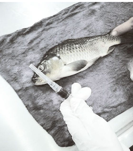 GENDEr-bENDiNG fiSH A scientist collects blood sample from a carp found in one of the study sites in Laguna de bay. A research study conducted by UPLb has found carp in the lake have been “feminized,” or afflicted by shrunken testes, indicating high levels of pollution.  DOst PhOtO 