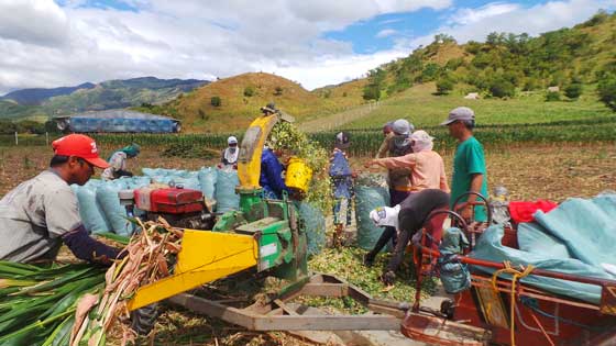 CORN SILAGE Isagani Cajucom (standing, right) watches a forage chopper for milling corn silage in Lupao, Nueva Ecija that produces at least 300 tons every corn harvest. CONTRIBUTED PHOTO