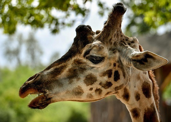 Gentle Giraffes Threatened With Silent Extinction The Manila Times 