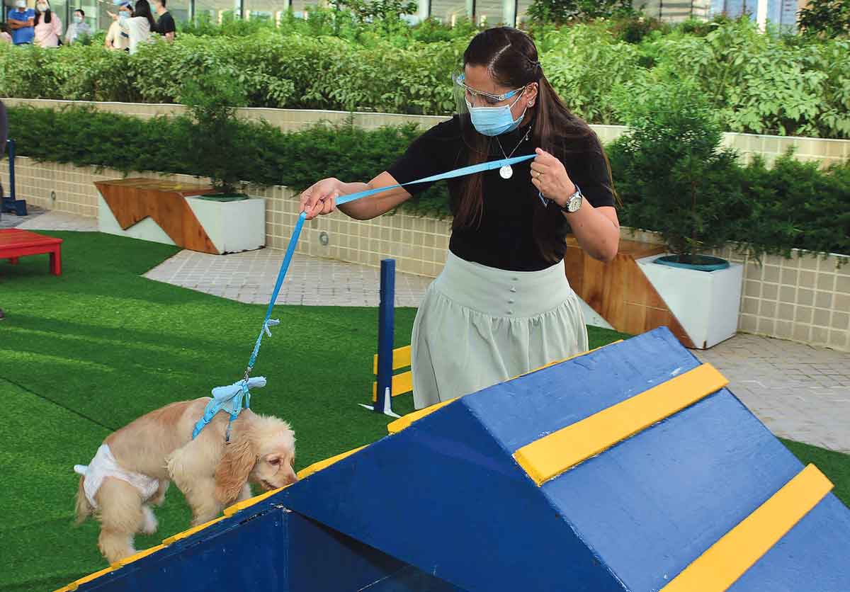 A-Frame Agility Ramp practices dogs’ discipline walking up and down the planks.